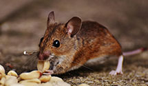 24 Hour & Emergency Exterminators in Carroll Park, PA